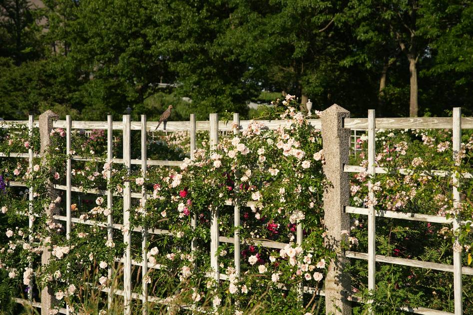 Founder standing beside a hand-built cedar trellis with morning glories in full bloom