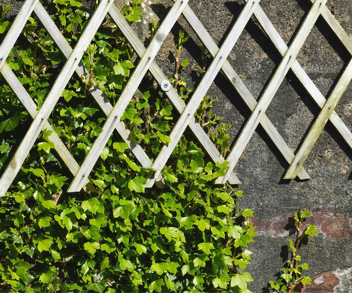 Sturdy wooden outdoor trellises for plants supporting blooming clematis in a suburban backyard