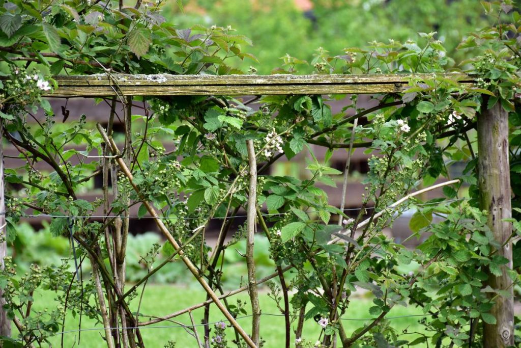 Outdoor Trellises for Plants: 7 Proven Tips to Avoid Costly Mistakes