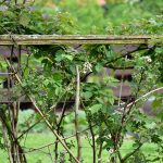 Outdoor Trellises for Plants: 7 Proven Tips to Avoid Costly Mistakes