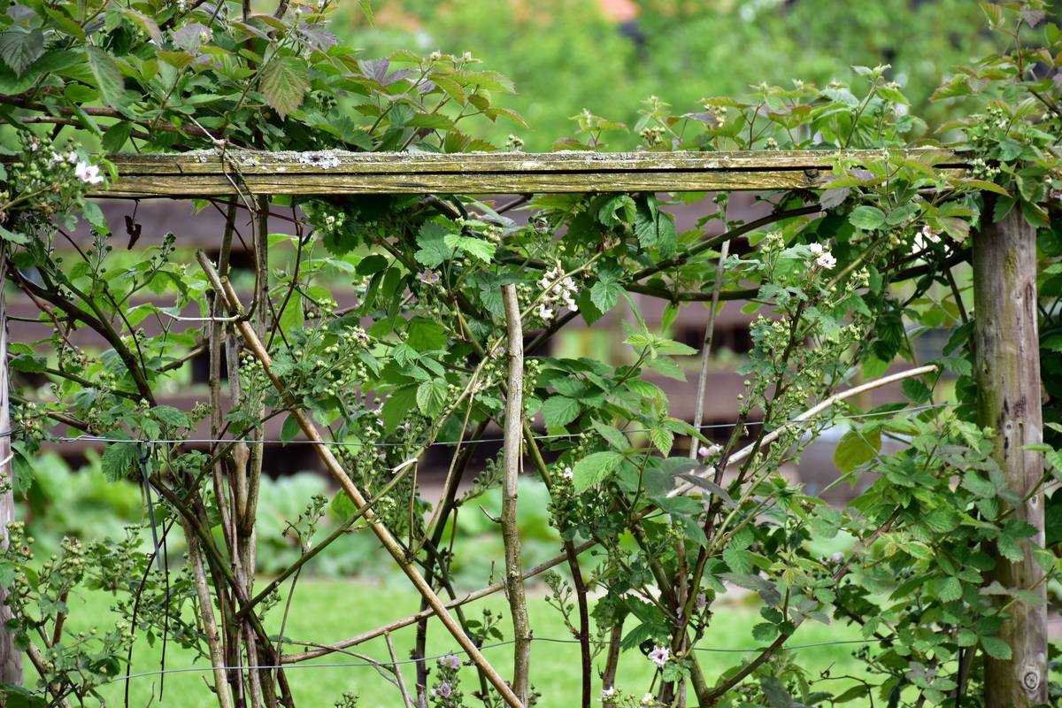 Outdoor Trellises for Plants: 7 Proven Tips to Avoid Costly Mistakes