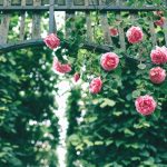 Trelli Design Trellise Garden Idea 10: 10 Proven Ways to Avoid Painful Mistakes