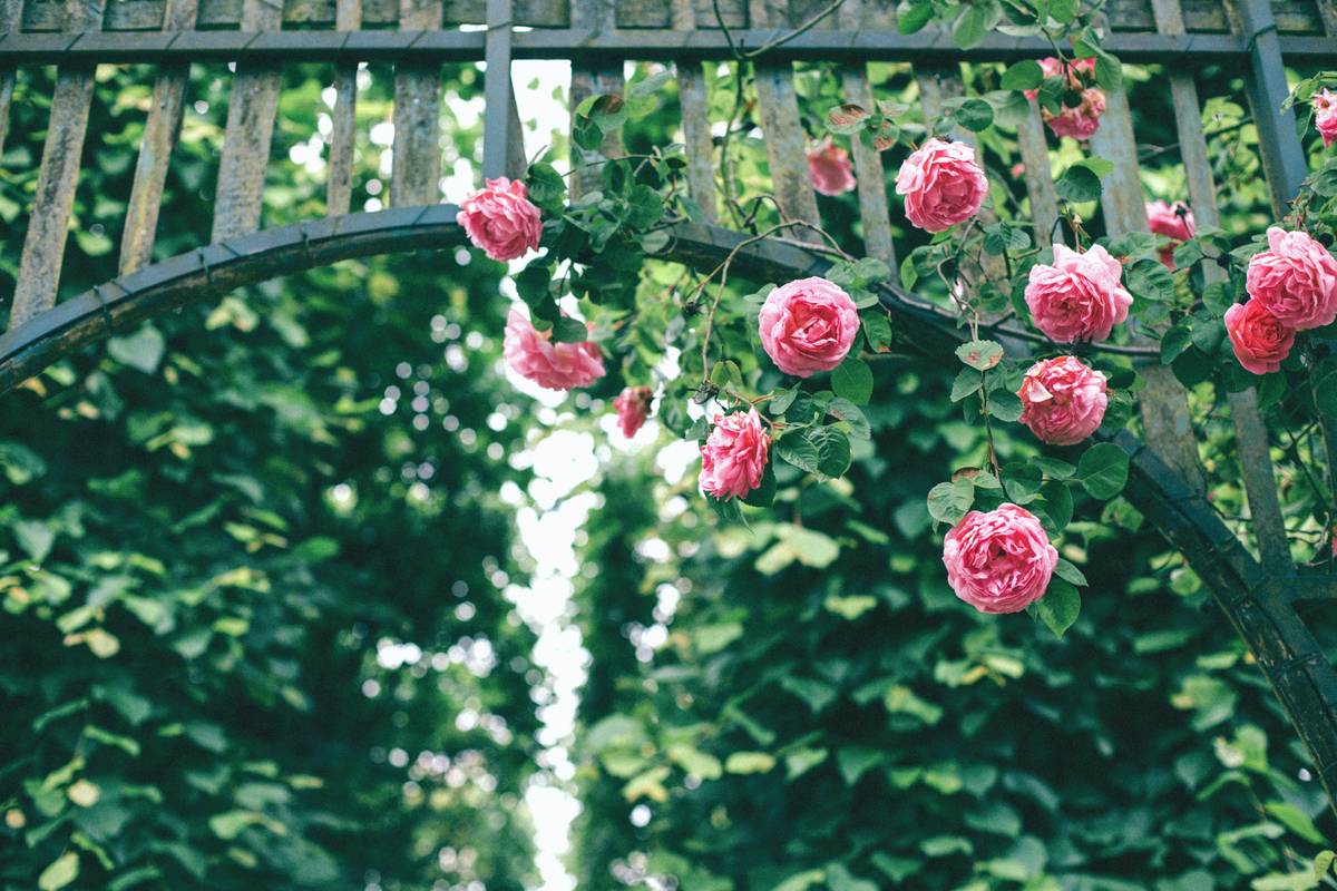 Trelli Design Trellise Garden Idea 10: 10 Proven Ways to Avoid Painful Mistakes