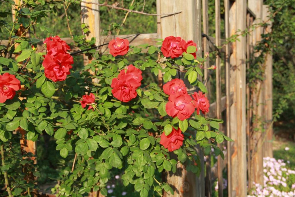Trelli Installation Trellise Outdoor Artificial Flower: 7 Proven Tips to Avoid Costly Mistakes