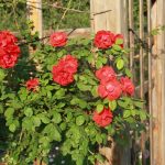 Trelli Installation Trellise Outdoor Artificial Flower: 7 Proven Tips to Avoid Costly Mistakes